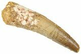 Fossil Spinosaurus Tooth - Real Fossil Tooth #372931-1